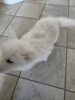 HONEY Jr AKC registered , a female Samoyed for sale in Victorville, CA – 4 of 7