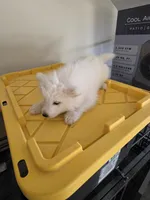 Buddy Jr, a male Samoyed for sale in Victorville, CA – 4 of 10