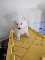 Buddy Jr, a male Samoyed for sale in Victorville, CA – 1 of 10