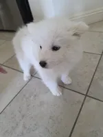 HONEY Jr AKC registered , a female Samoyed for sale in Victorville, CA – 6 of 7