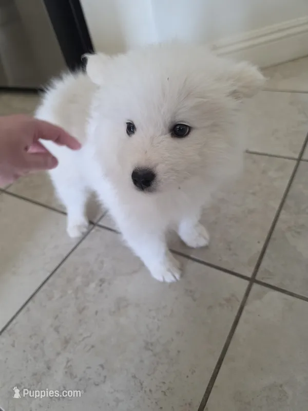 HONEY Jr AKC registered  – Samoyed puppy for sale in Victorville, CA