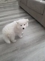 HONEY Jr AKC registered , a female Samoyed for sale in Victorville, CA – 7 of 7