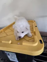 Buddy Jr, a male Samoyed for sale in Victorville, CA – 3 of 10
