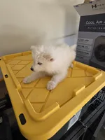 Buddy Jr, a male Samoyed for sale in Victorville, CA – 5 of 10