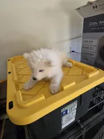 Buddy Jr, a male Samoyed for sale in Victorville, CA – 7 of 10
