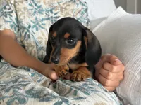 Bella, a female Miniature Dachshund for sale in East Dublin, GA – 8 of 8