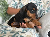 Bella, a female Miniature Dachshund for sale in East Dublin, GA – 3 of 8