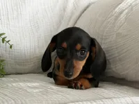 Bella, a female Miniature Dachshund for sale in East Dublin, GA – 6 of 8