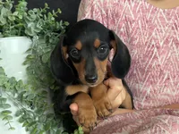 Paisley, a female Miniature Dachshund for sale in East Dublin, GA – 4 of 6