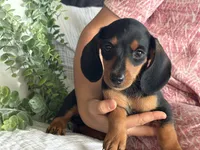 Paisley, a female Miniature Dachshund for sale in East Dublin, GA – 3 of 6