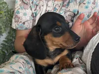 Drover, a male Miniature Dachshund for sale in East Dublin, GA – 4 of 10