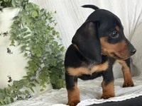 Drover, a male Miniature Dachshund for sale in East Dublin, GA – 10 of 10