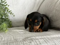 Bella, a female Miniature Dachshund for sale in East Dublin, GA – 2 of 8