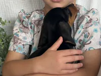 Drover, a male Miniature Dachshund for sale in East Dublin, GA – 7 of 10