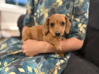 Lucy, a female Miniature Dachshund for sale in East Dublin, GA – Photo 4 of 7