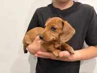 Lucy, a female Miniature Dachshund for sale in East Dublin, GA – Photo 6 of 7