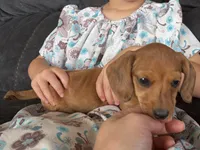 Lucy, a female Miniature Dachshund for sale in East Dublin, GA – Photo 2 of 7