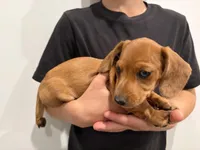 Lucy, a female Miniature Dachshund for sale in East Dublin, GA – Photo 7 of 7