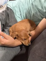 Lucy, a female Miniature Dachshund for sale in East Dublin, GA – Photo 3 of 7