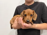 Lucy, a female Miniature Dachshund for sale in East Dublin, GA – Photo 5 of 7