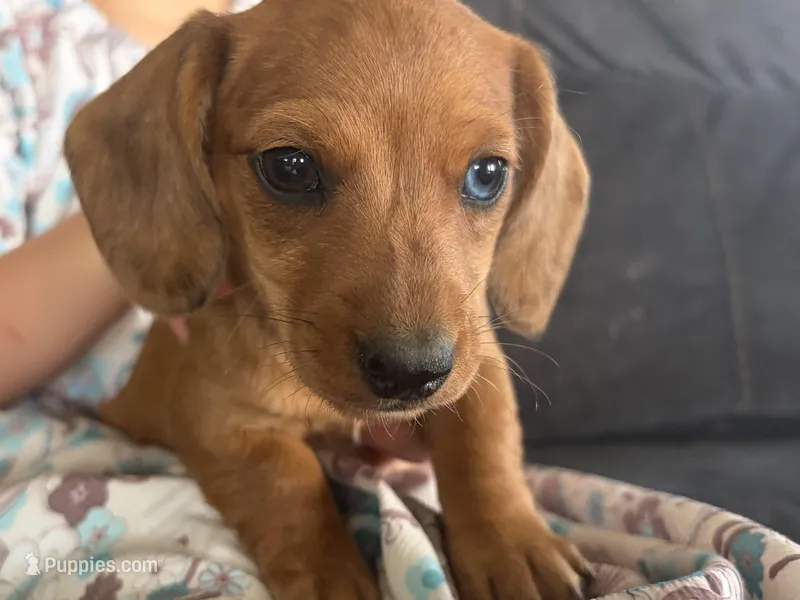 Lucy, a female Miniature Dachshund for sale in East Dublin, GA – Photo 1 of 7