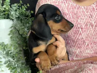 Paisley, a female Miniature Dachshund for sale in East Dublin, GA – 5 of 6