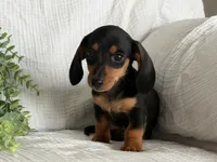 Bella, a female Miniature Dachshund for sale in East Dublin, GA – 5 of 8