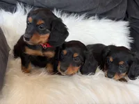 Rosie (red collar), a female Miniature Dachshund for sale in East Dublin, GA – Photo 9 of 10