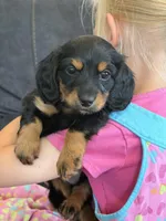 Rosie (red collar), a female Miniature Dachshund for sale in East Dublin, GA – Photo 1 of 10