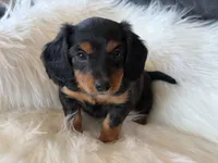 Rosie (red collar), a female Miniature Dachshund for sale in East Dublin, GA – Photo 6 of 10