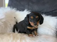 Rosie (red collar), a female Miniature Dachshund for sale in East Dublin, GA – Photo 2 of 10