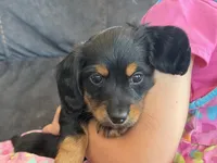 Rosie (red collar), a female Miniature Dachshund for sale in East Dublin, GA – Photo 8 of 10