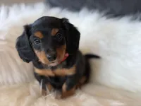 Rosie (red collar), a female Miniature Dachshund for sale in East Dublin, GA – Photo 3 of 10