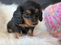 Rosie (red collar), a female Miniature Dachshund for sale in East Dublin, GA – Photo 4 of 10