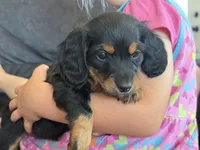 Rosie (red collar), a female Miniature Dachshund for sale in East Dublin, GA – Photo 5 of 10