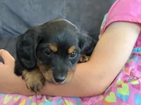 Rosie (red collar), a female Miniature Dachshund for sale in East Dublin, GA – Photo 7 of 10