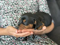 Captain, a male Miniature Dachshund for sale in East Dublin, GA – Photo 5 of 9