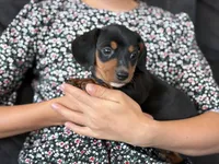 Captain, a male Miniature Dachshund for sale in East Dublin, GA – Photo 7 of 9