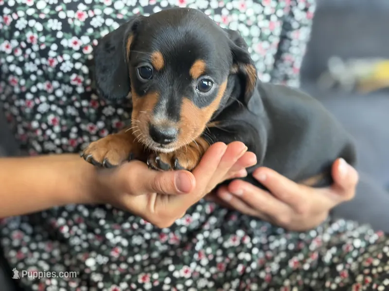 Captain – Miniature Dachshund puppy for sale in East Dublin, GA