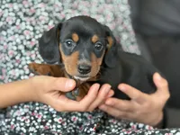 Captain, a male Miniature Dachshund for sale in East Dublin, GA – Photo 3 of 9