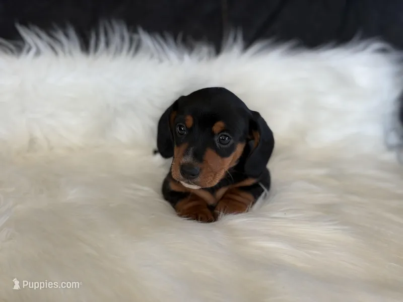 Captain – Miniature Dachshund puppy for sale in East Dublin, GA