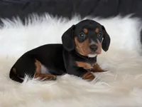 Captain, a male Miniature Dachshund for sale in East Dublin, GA – Photo 2 of 9