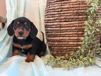 Captain, a male Miniature Dachshund for sale in East Dublin, GA – Photo 8 of 9
