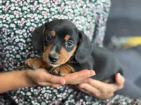 Captain, a male Miniature Dachshund for sale in East Dublin, GA – Photo 6 of 9
