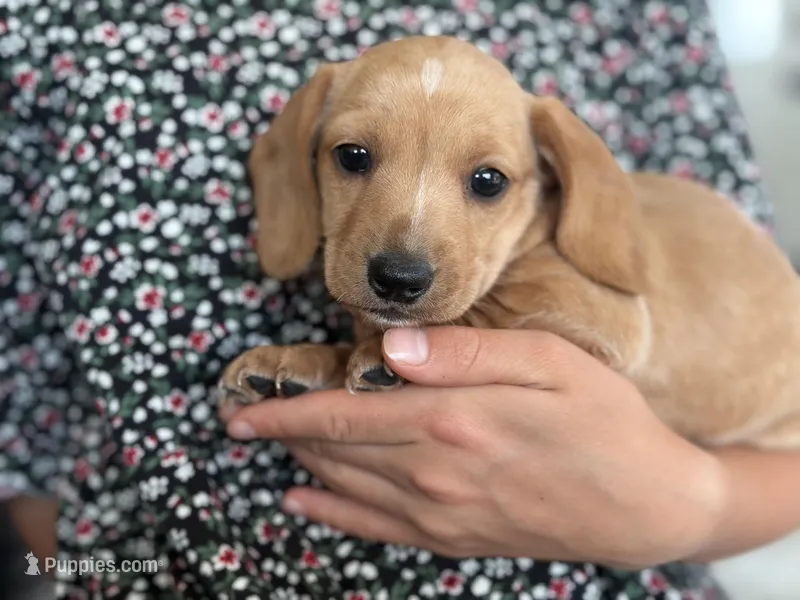 Sargent – Miniature Dachshund puppy for sale in East Dublin, GA