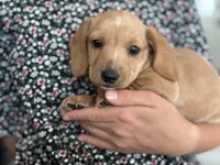 Sargent, a male Miniature Dachshund for sale in East Dublin, GA – Photo 1 of 5