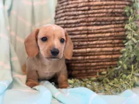 Sargent, a male Miniature Dachshund for sale in East Dublin, GA – Photo 3 of 5