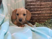 Sargent, a male Miniature Dachshund for sale in East Dublin, GA – Photo 4 of 5