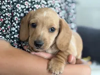 Sargent, a male Miniature Dachshund for sale in East Dublin, GA – Photo 2 of 5