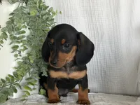 Drover, a male Miniature Dachshund for sale in East Dublin, GA – 6 of 10